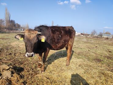 Продам с/х животных: Продаю | Корова (самка) | Алатауская | Для молока | Стельные