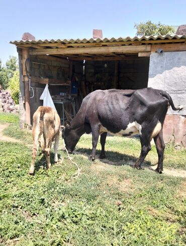 K/t heyvanları üçün mallar: Dişi, Holsteyn, il: 3, Damazlıq, Südlük, Ünvandan götürmə