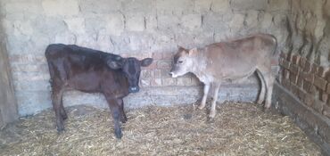 где можно купить телят симментальской породы: Сатам | Кунаажын | Ангус, Швиц | Сүт алуу үчүн