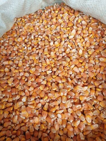породистые козы: Кукуруза зерно в мешках - Натуральное зерно кукурузы, калиброванное