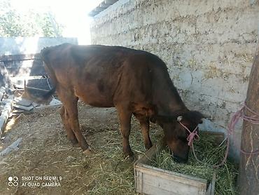Продаю | Корова (самка) | На откорм | Привязанные at lalafo.kg — 1 Продаю | Корова (самка) | На откорм | Привязанные — 1
