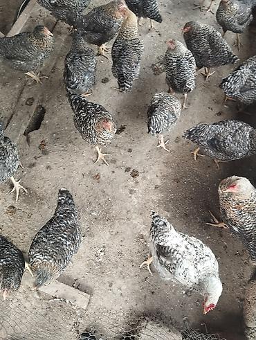 tap az toyuq cuce: Qara-ağ zolaqlı rəngdə yerli yumurta istiqamətli toyuqların qrupu. - — 1
