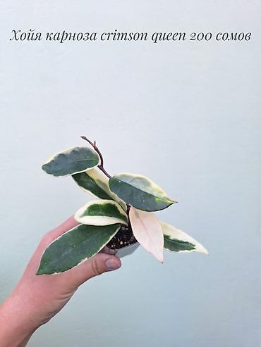 Хойялар: 🌿 Хойи разных сортов в продаже. Названия сортов и цены указаны на — 6