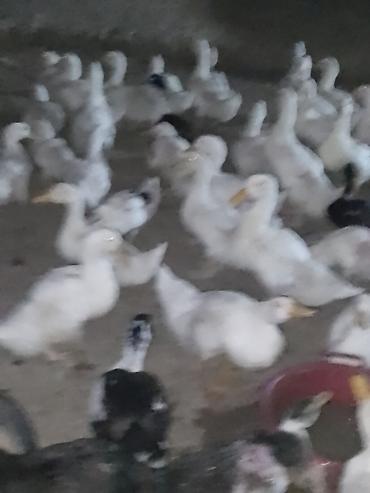 Ördəklər: Satışda ördək sürüsü - Növ: ağ və qarışıq rəngli ev ördəkləri — 6