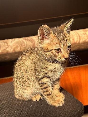 манчкин кошка: Кошка даром: Беспородная, 2 месяца, Мальчик, Приучена к лотку — 1