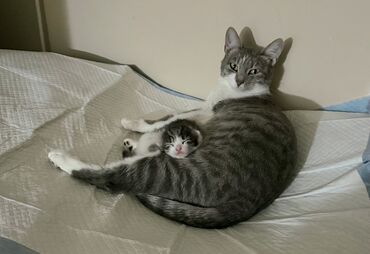 Pişiklər: Erkək, Dişi, Yaxşı əllərə -da lalafo.az — 5 Pişiklər: Erkək, Dişi, Yaxşı əllərə — 5