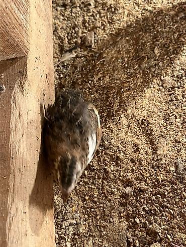 Другие с/х животные: Перепела разных окрасов для домашнего хозяйства Перепелки живые: 2х — 10