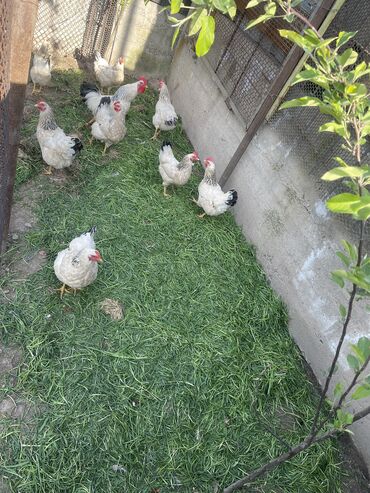 сабаки животные: Продаю Адлерский 
Курица 🐔 8 штук 
Петух 🐓 2 штук