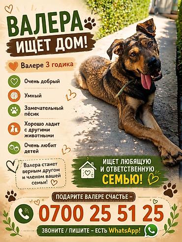 пес: Собака даром: 3 года, Самец, С прививкой — 1