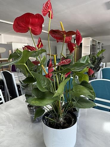 Антуриумы: Антуриум (Anthurium) в горшке - Компактный куст с плотными глянцевыми — 17