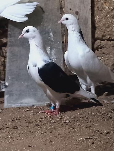 Göyərçinlər: Salam 6 dene secme quşlardi hamsi saglam bala veren heyvandi ucuşlarda — 8