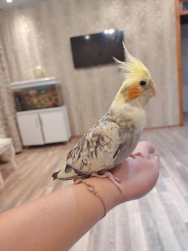 bala pisik ucuz: Korella baladi 4 aylıq qızdı ələ oresib 35 manat fikiri ciddi olanlar — 1