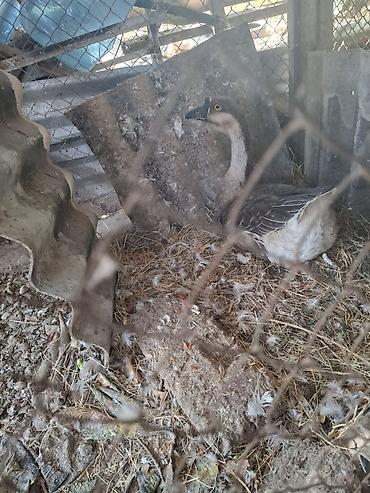 karella quslari: Məhsul: Qazlar (cüt) Təsvir: - Şəkillərdə görünən iki baş qaz — 5