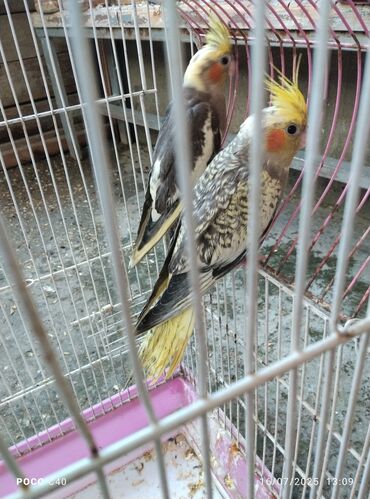 Tutuquşları: Korella Karella tutuqusu papuqay sevgi quşu nerazlucnik valnist 14 — 3