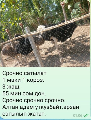 Животные: Страус сатылат. 3 жаш. Жумуртка берет. Бир семясын сатам 2 штук