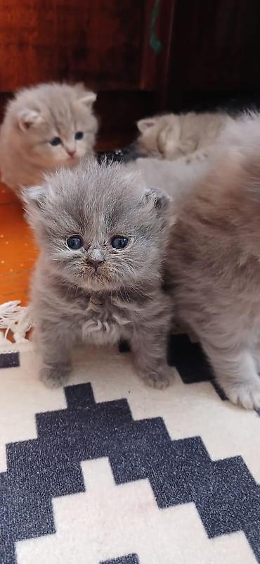 Pişiklər: Şotland — 1