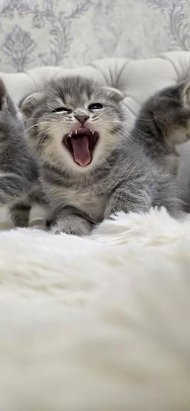 Pişiklər: Şotland, Erkək — 3