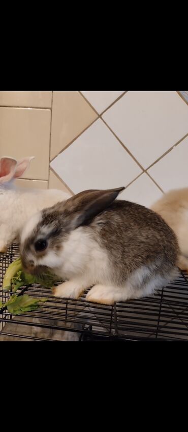 Животные: Кролики карликовый декоративный породистый кролик мини. Парода