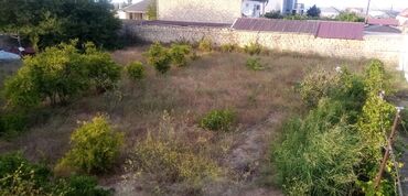 купить землю в азербайджане: 6 sot, Kənd təsərrüfatı, Mülkiyyətçi, Kupça (Çıxarış)
