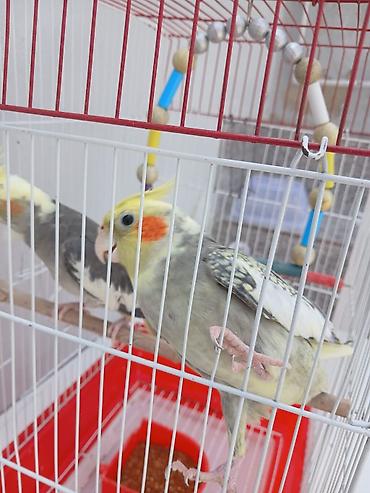 korella satışı: Erkey disidi satmaq meqsedim ölkeden gedirem baxan olmayacaq qefes — 3