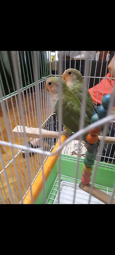 Попугаи: Növ: Sevgi papağanları (Agapornis) Say: 2 ədəd cüt Rəng: Açıq-yaşıl — 3