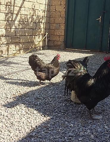 yaponka toyuqlari: Toyuq, Australorp, Damazlıq — 4