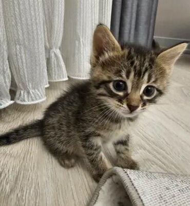 Pişiklər: Dişi, Yaxşı əllərə, Ünvandan götürmə, Pulsuz çatdırılma