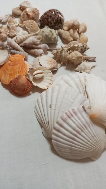 ağ xasqi: Akvarium üçün dəniz qabıqları kolleksiyası. Hamısı birlikdə satılır — 4