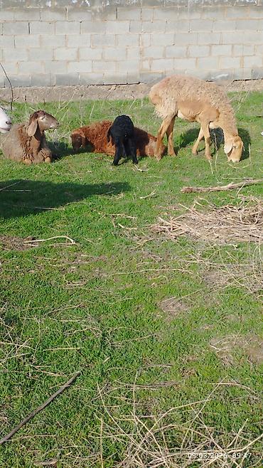 Баран, овца: Продаю | Овца (самка) | Для разведения | Матка — 10