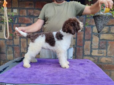 pomeranac mali: Povoljno štenad lagotto Romagnola, odličnog porekla