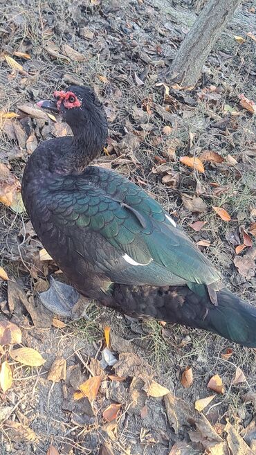 Ördəklər: Dişi, | Macar, Damazlıq, Pulsuz çatdırılma — 18