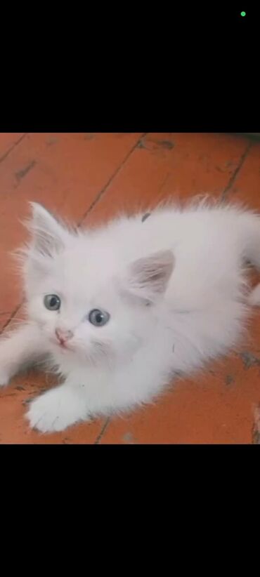 кошка с разными глазами: Кошка даром: Скотиш Страйт (Шотландская прямоухая), 2 месяца, Девочка, Приучена к лотку