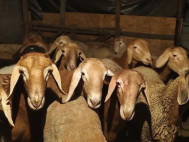 купить бенгальскую кошку: Продаю | Баран (самец) | Арашан | На забой — 1