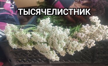 арабская смесь для похудения арафат отзывы: Травы (сборы), Тысячелистник