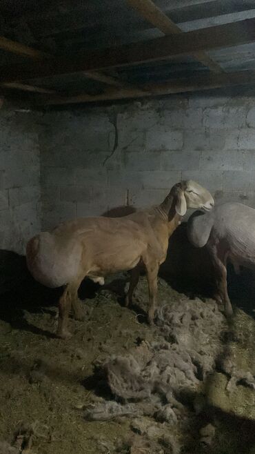 объявления о найденных животных: Продаю | Баран (самец) | Арашан | Для разведения | Племенные, Осеменитель