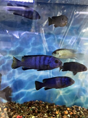 Аквариумы: Рыбки | Аквариумы | Оборудование | Аксессуары | Растения Богатый опыт — 10