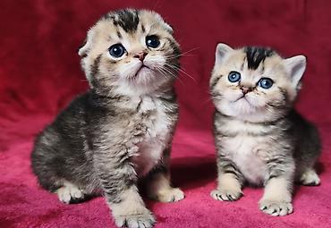 Продажа кошек: Скотиш Фолд (Шотландская вислоухая), 2 месяца, Девочка at lalafo.kg — 17 Продажа кошек: Скотиш Фолд (Шотландская вислоухая), 2 месяца, Девочка — 17