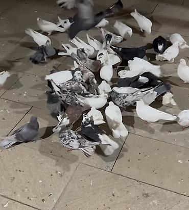 göyərcin: KİMDƏ SATTİQ QUŞ VAR ALİRAM SAY FƏRQİ YOXDU GƏLİB ÜNVANDAN ÖZÜM — 2