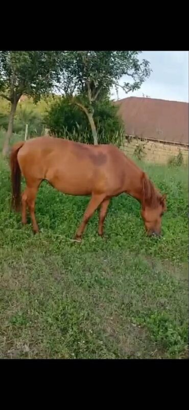 сколько стоит лошадь в азербайджане: Самка, лет: 6