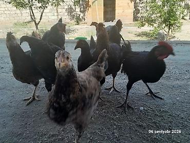 Toyuq, Yumurtalıq lalafo.az -da Toyuq, Yumurtalıq