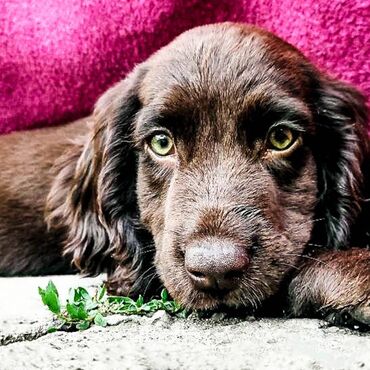 Продажа собак: Спаниель, 3 месяца, Самка, С прививкой — 1