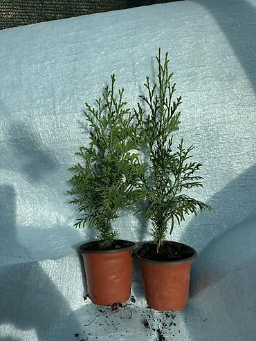 Туя: Туя западная — саженцы в контейнерах - Вид: Thuja occidentalis (туя — 7