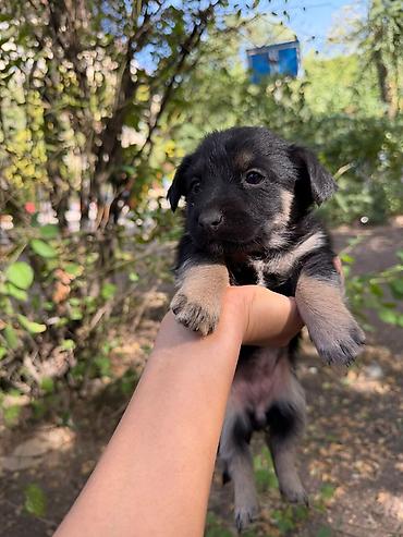 Отдам даром собаку: 🐾 7 чудесных щенят ищут добрые руки! 🐾❤️ Отдаём семерых здоровеньких — 2