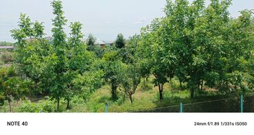 Ağaclar: Yaşıllıqlarla əhatə olunmuş, sakit və rahat bir mənzərə. Ağaclar
