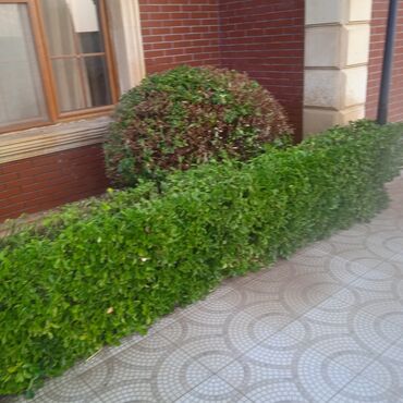 Bağbanlar: Profesional bağban xidməti ağac və kolların əkilməsi budanması -da lalafo.az — 17 Bağbanlar: Profesional bağban xidməti ağac və kolların əkilməsi budanması — 17