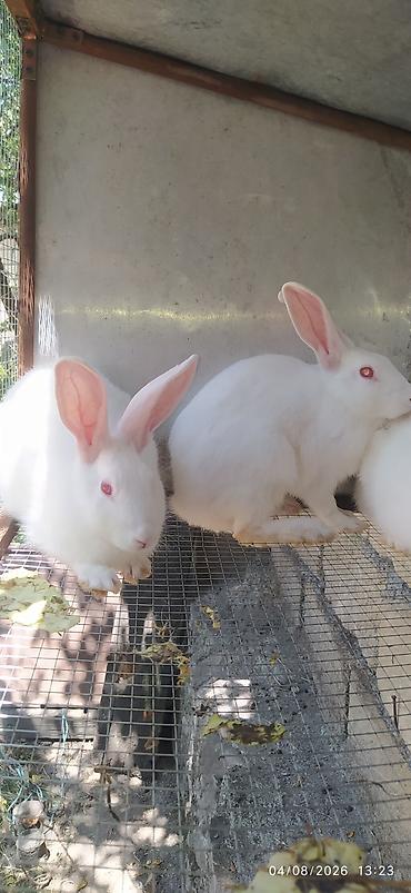 tap az itler pulsuz: Ağ albinos dovşanlar – ətli-sümüksüz xətt. qırmızı gözlü — 2