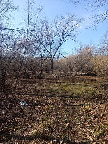 Torpaq sahələrinin satışı: Kənd təsərrüfatı — 4