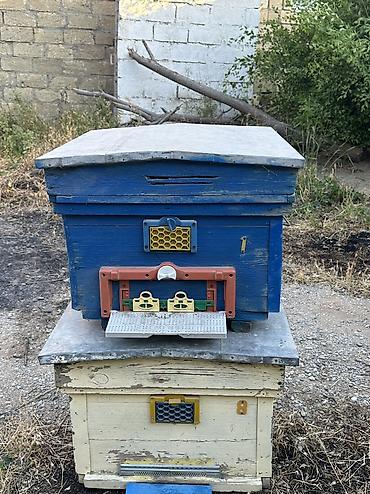 Arılar: Arı yeşikləri satılır 🐝 Şəkildə görünən tipdə arıçılıq üçün yararlı -da lalafo.az — 4 Arılar: Arı yeşikləri satılır 🐝 Şəkildə görünən tipdə arıçılıq üçün yararlı — 4