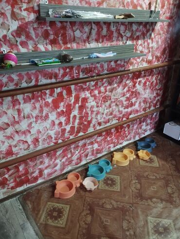 Продажа кошек: Гостиница для кошечек и маленьких собачек до 5 кг Предлагаем — 10