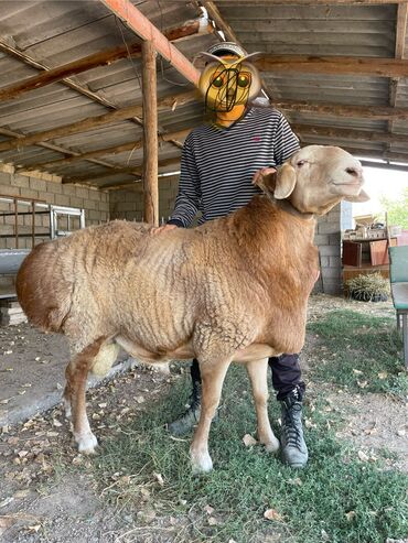 продаю петух: Арашан кочкор сатылат 
Линия широкий 
2 жаш 
Кулак 20
Бою 95,96